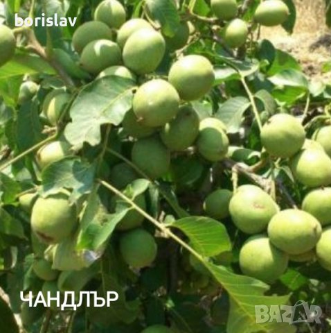 Орехи сортове Чандлър, Шейново и Извор 10, снимка 3 - Разсади - 42417976