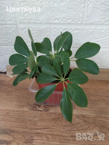 стайни растения +отстъпка и подарък, снимка 2 - Стайни растения - 53654474