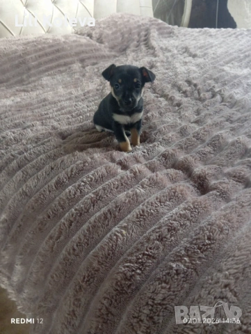 Домашни любимци , снимка 2 - Пинчер - 53101408