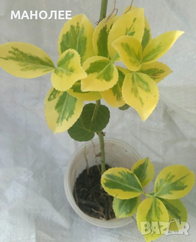 👌🪴💮Евонимус „Изумрудено злато“🎁🪷💐, снимка 3 - Градински цветя и растения - 53441296