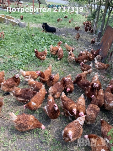 Кокошки за яйца известни с носливоста си