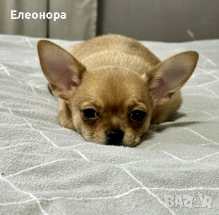 Уникално Мъжко Мини Чихуахуа , снимка 3 - Чихуахуа - 53572971