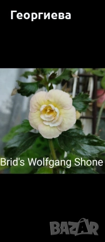 ризоми ахименес , снимка 13 - Градински цветя и растения - 53498563