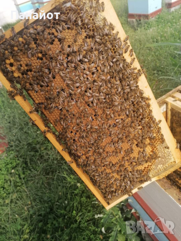 Презимували Отводки, снимка 1 - За пчели - 44725112