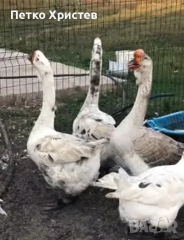 Продавам Холмогорски гъски 