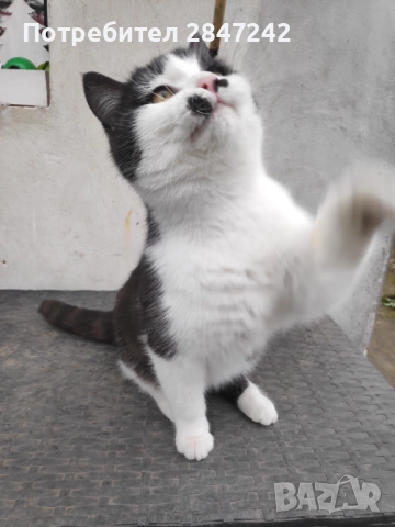Домашни котенца , снимка 8 - Персийска - 51806512