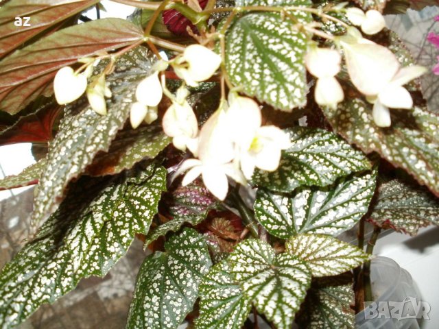 Бегония тамая, снимка 4 - Стайни растения - 41976231