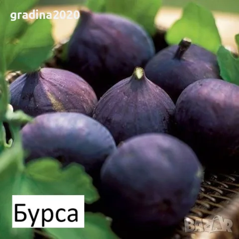 Смокиня  / Разсад Студоустойчиви - Налични 8 сорта, снимка 3 - Градински цветя и растения - 27289924