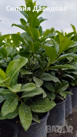 Лавровишня , снимка 5 - Градински цветя и растения - 51752197