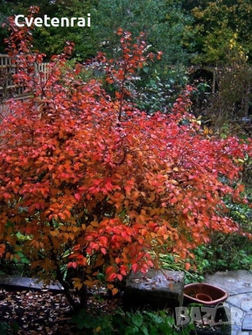 Череша Фуджи (Prunus incisa ‘Kojou-no-mai’), снимка 2 - Градински цветя и растения - 53692040