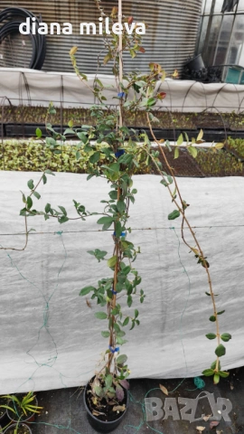 Жасмин, Trachelospermum Jasminoides, вечнозелен, студоустойчив, снимка 17 - Градински цветя и растения - 44919994