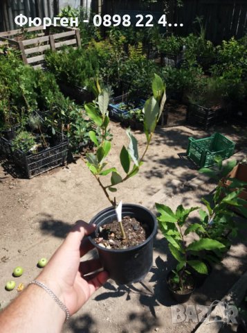 Върба - Salix gracilistyla 'Mount Aso' ( грацилистяла' моунт асо' ), снимка 2 - Градински цветя и растения - 41101221