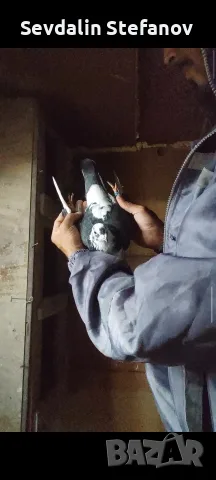 спортни Пощи и други.. , снимка 4 - Гълъби - 56018211