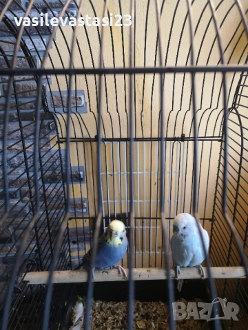 чифт вьлнисти папагали с клетка , снимка 4 - Папагали - 52690886
