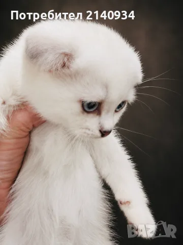 Синеоко шотландско клепоухо момче – Scottish Fold. Сръбрена чинчила, снимка 2 - Британска късокосместа - 56170491
