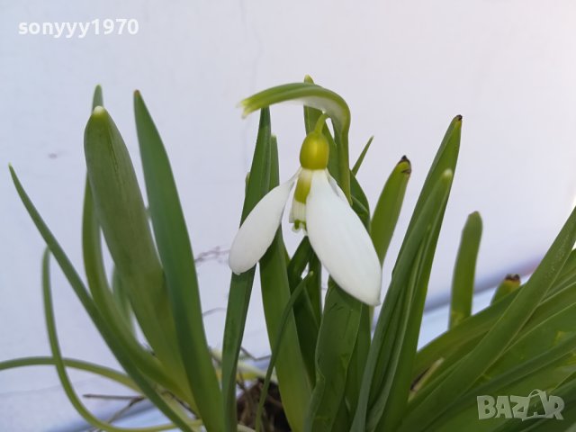 КОКИЧЕТА 2502241213, снимка 4 - Градински цветя и растения - 44458679