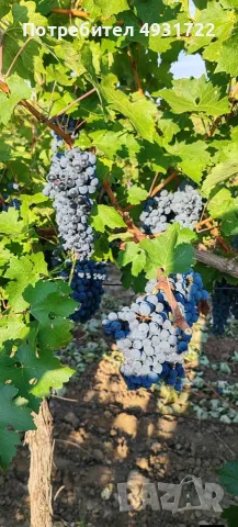 Предлагам грозде, снимка 5 - Домашни продукти - 55834917