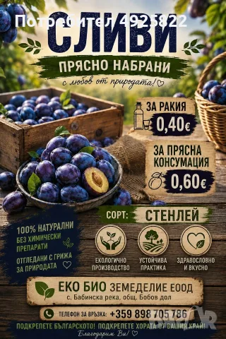 СЛИВИ СТЕНЛЕЙ - за ракия и прясна консумация