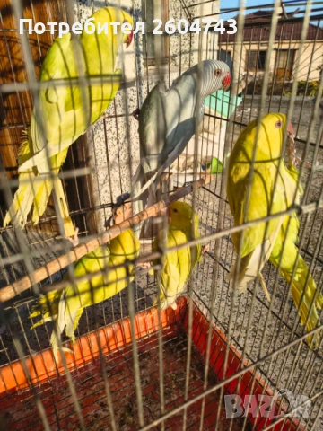 Продавам различни видове папагали , снимка 13 - Папагали - 52892178