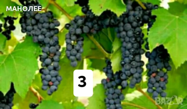 50 РЕЗНИКА В ЕДИН ПАКЕТ /видове по избор/ ЗА 20 ЛВ., снимка 4 - Градински цветя и растения - 51618754