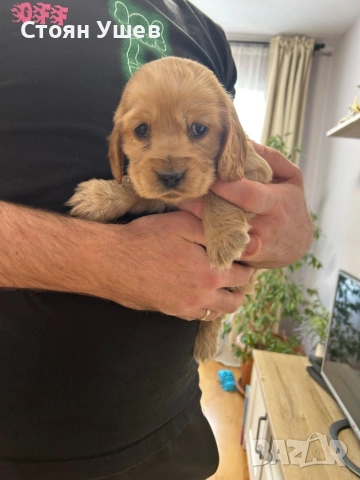 Кокер шпаньол , снимка 2 - Кокер шпаньол - 53218651