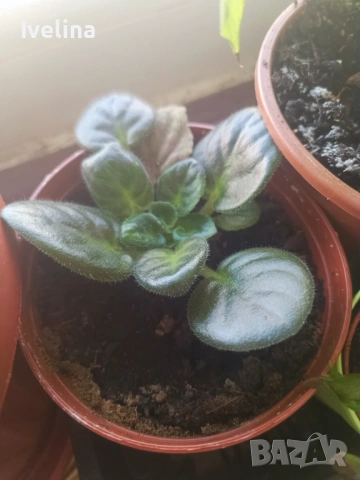 Стайна теменужка и авокадо, снимка 7 - Стайни растения - 53836747