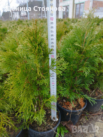 Продавам Западна Туя Смарагд , снимка 4 - Градински цветя и растения - 37921377