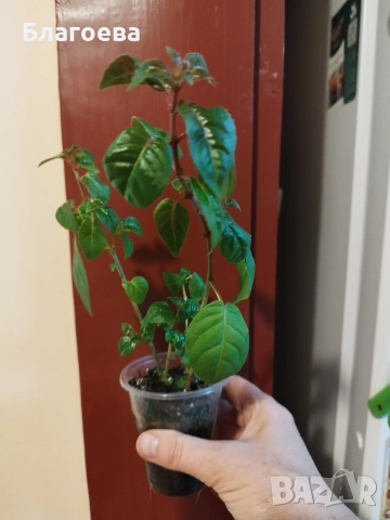 Обичка многогодишна/Фуксия Магеланика розово-цикламена