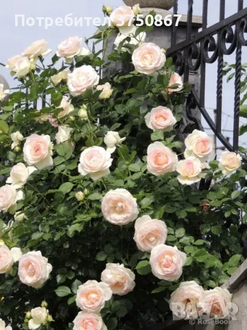 🌹РОЗА🌹 Palais Royal - White Eden Rose® 🌹, снимка 3 - Градински цветя и растения - 49345615