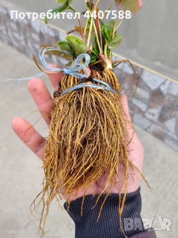 Разсад малини , снимка 8 - Разсади - 49562478