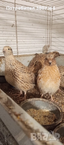 Продавам мъжки Манджурски и Тексаски Бройлерен пътпъдъци 3 лева за брой , снимка 12 - Кокошки и пуйки - 51025907