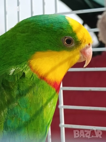 Различни видове папагали , снимка 9 - Папагали - 51972963