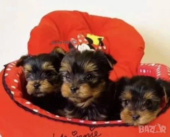 Йоркита, снимка 3 - Йоркширски териер - 50500534