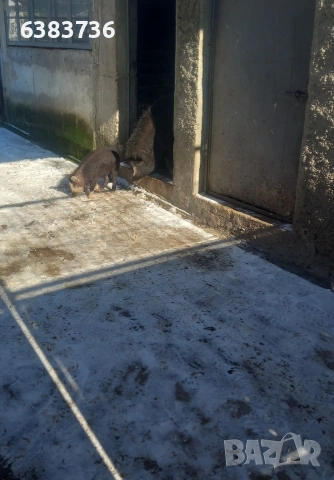 Продавам източна балканска порода, снимка 3 - Прасета - 53351748