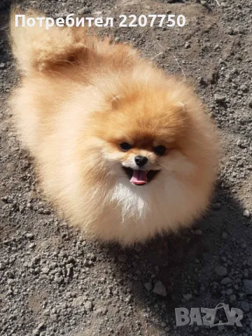 Продавам померан 