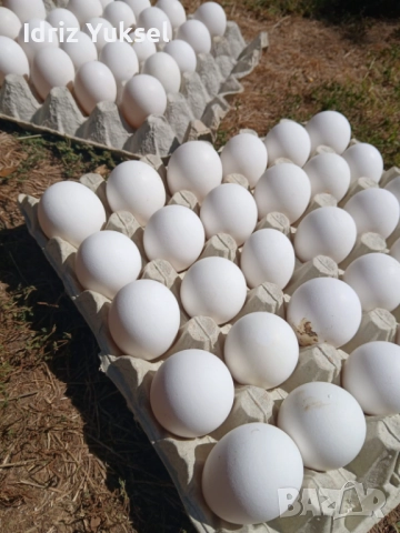 Яйца от легхорн, снимка 4 - други­ - 50812431