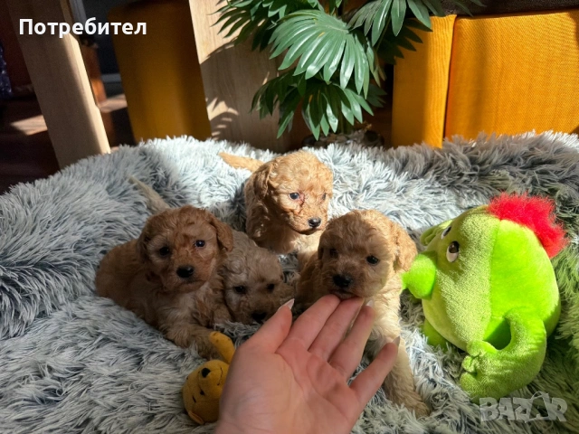 Той пуделчета , снимка 5 - Пудели - 53834293