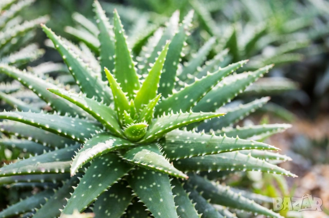 екзотично растение