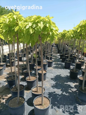 Catalpa bign. 'Nana' (Каталпа Нана), снимка 1