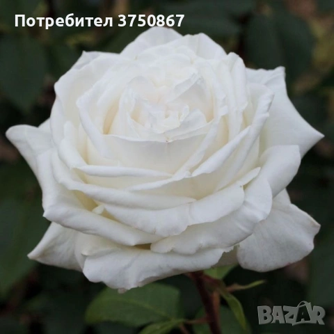 🌹 РОЗА 🌹PIERRE ARDITI® Meicalanq