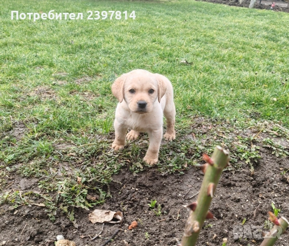 Лабрадор - женско 