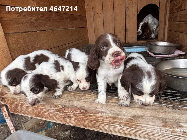 Английски спрингер шпаньол, снимка 3 - Други - 52361753