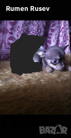 Продавам Чихуахуа женско, снимка 8 - Чихуахуа - 52933468