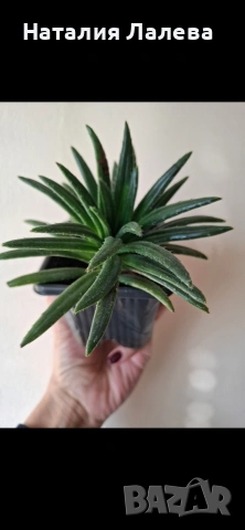 Примулина, primulina ophiopogoides, снимка 2 - Стайни растения - 53823052