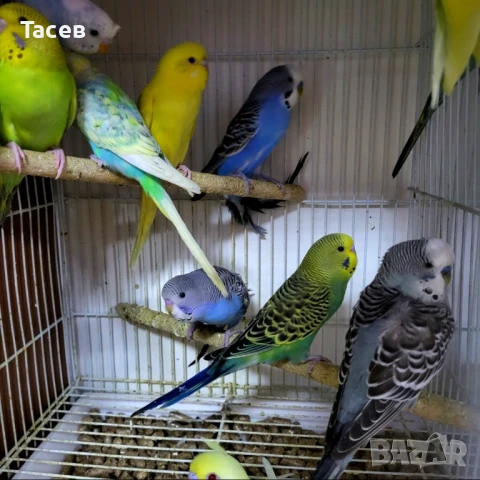 Вълнисти папагали, снимка 1