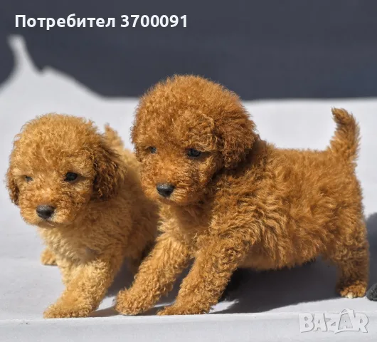 пудел / мини пуделче , снимка 2 - Пудели - 55781197