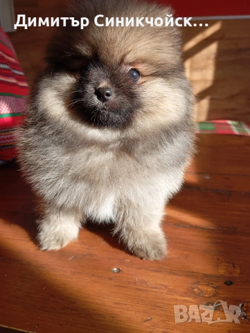 померан , снимка 4 - Померан - 53688988