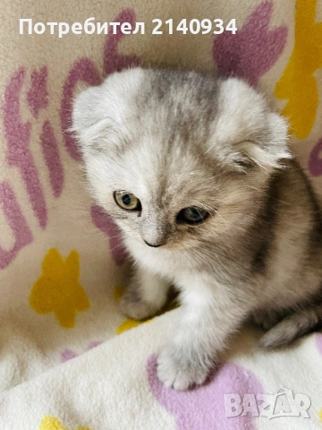 Шотландско клепоухо момиче. Сръбрена чинчила. Scottish fold, снимка 9 - Чинчили - 53159741