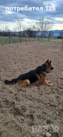 Мъжка дългокосместа немска овчарка за разплод., снимка 4 - Немска овчарка - 49048510