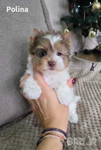 Шокобери момче